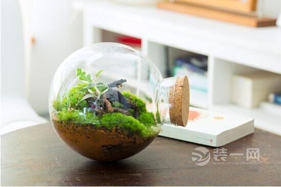 别具一格苔藓装饰技巧 让家居绿色无处不在