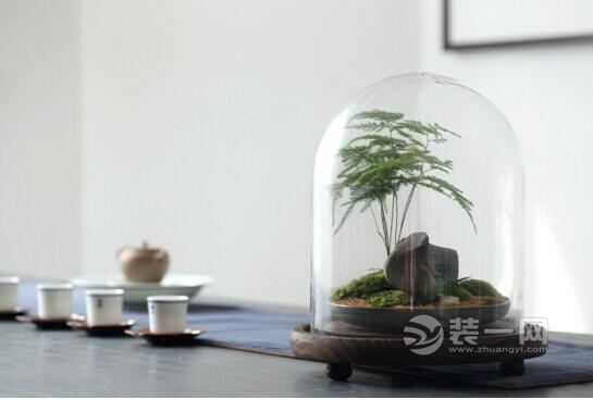 别具一格苔藓装饰技巧 让家居绿色无处不在